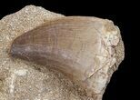 Mosasaur (Prognathodon) Tooth In Rock #70464-2